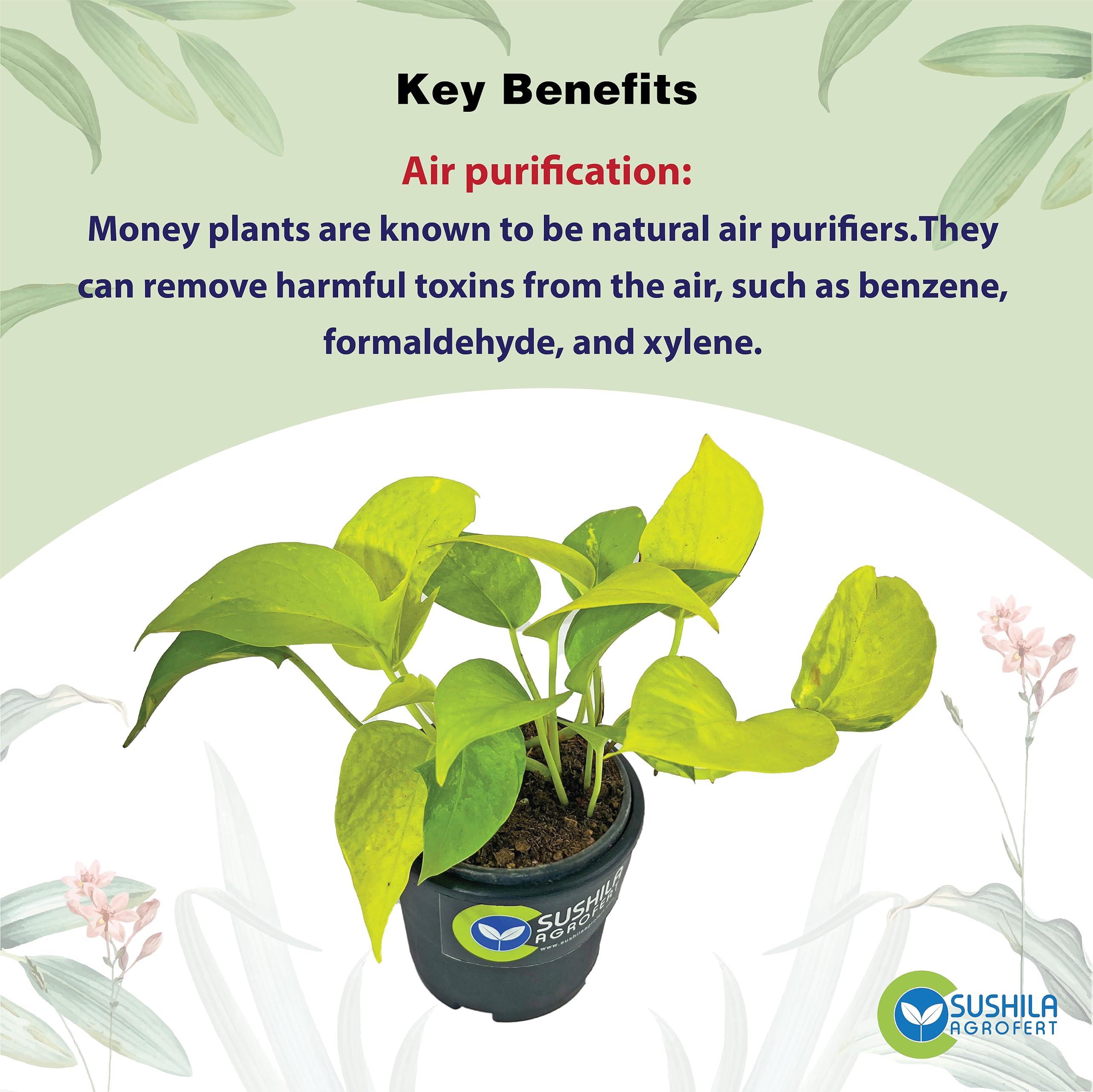 Golden Money Plant - Good Luck & Easy Care -3 Golden Money Plant - Good Luck & Easy Care -3