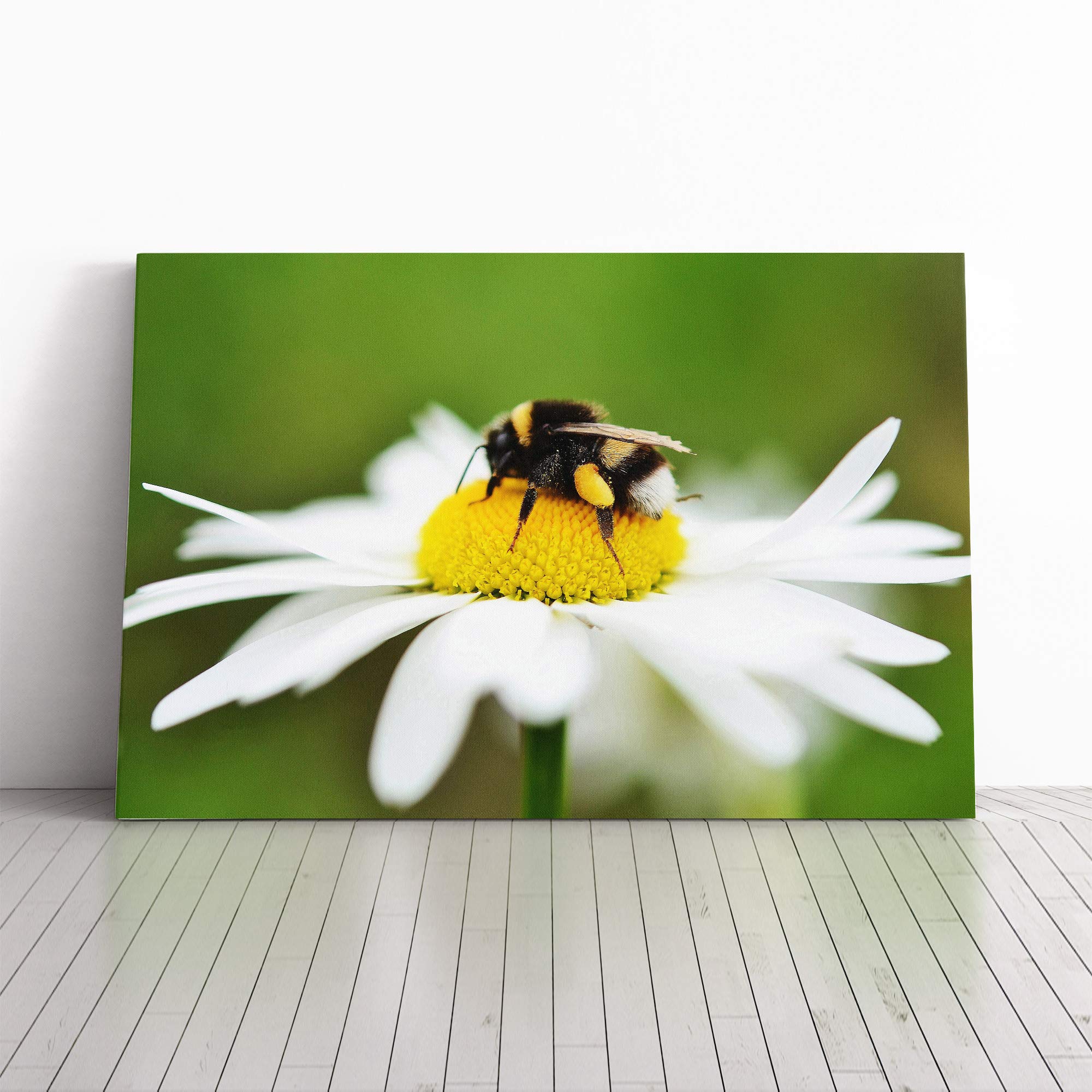 Bumble Bee White Daisy Canvas Print | Gallery Wrapped 30mm Frame Wall Art | 30x20 inches | Ready to Hang | Modern Animals Picture | Living Room Bedroom Lounge Office