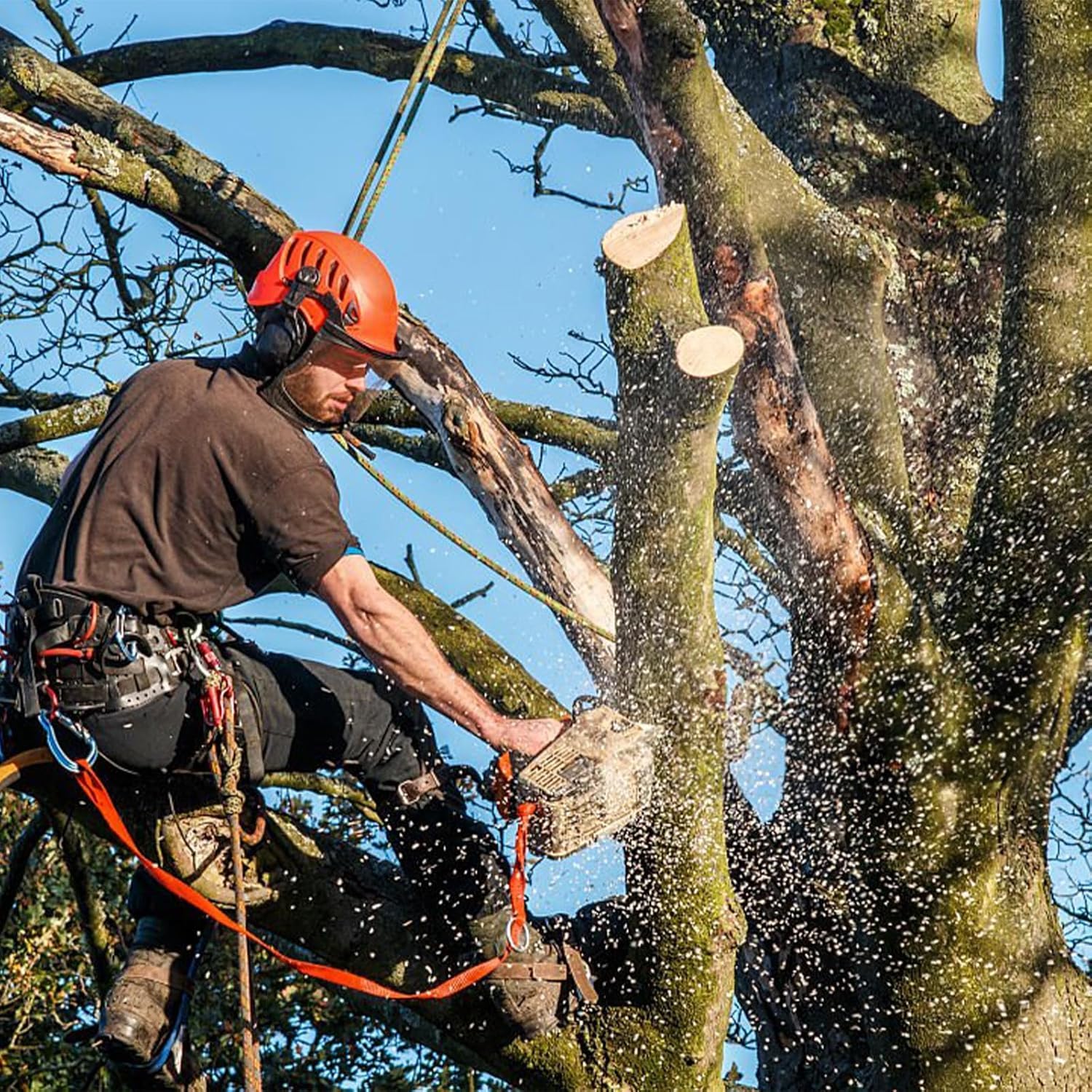 Steigeisen Baumklettern Ausrüstung, geeignet zum Klettern, Jagen, Obstpflücken