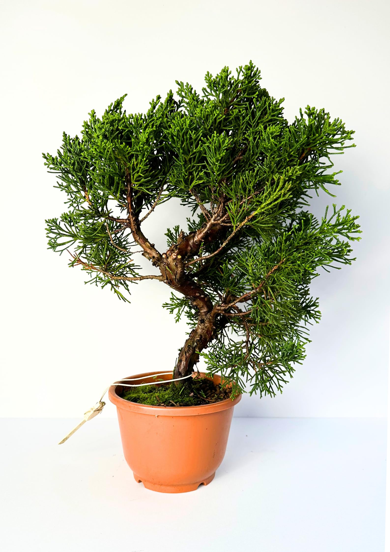 Arbre à bonsaï dans un pot en plastique - Juniper Chinis du Japon - Genévrier de Chine (bol de 12 cm, hauteur 30-35 cm)