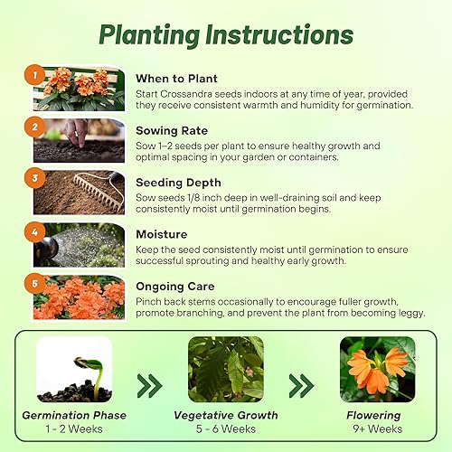 Miniatura 5 de Outsidepride Crossandra Tropic Flame Garden - Planta contenedor de flores y follaje - 30 semillas