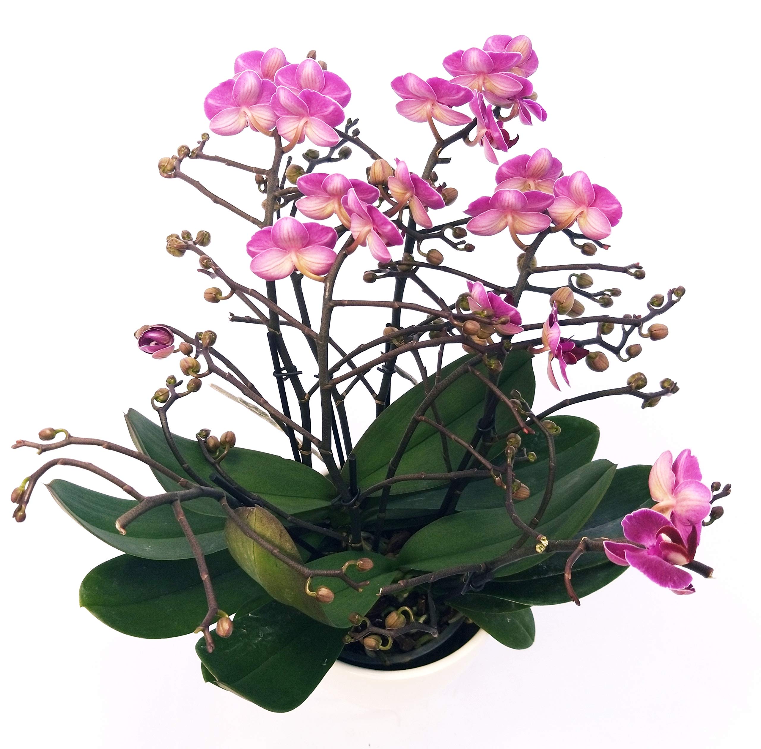 POWERS TO FLOWERS - ORCHIDEA PHALAENOPSIS EXTRA!!! IN VASO CERAMICA BIANCO, pianta vera