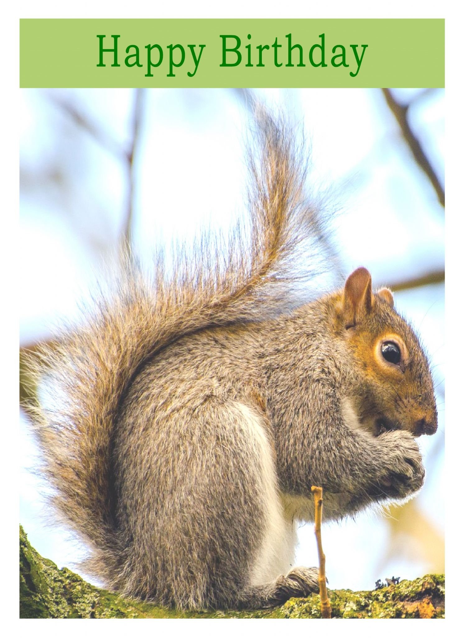 Squirrel Birthday Card