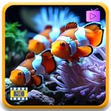 Aquarium Serenity – Relaxing Underwater Fish Tank with Colorful Ocean Views for Sleep & TV Screensaver