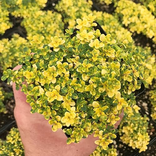 Miniatura 2 de YEGAOL - Tomillo rastrero amarillo para jardín 100 semillas cubierta perenne resistente a los OMG atrae polinizadores sustituto del césped