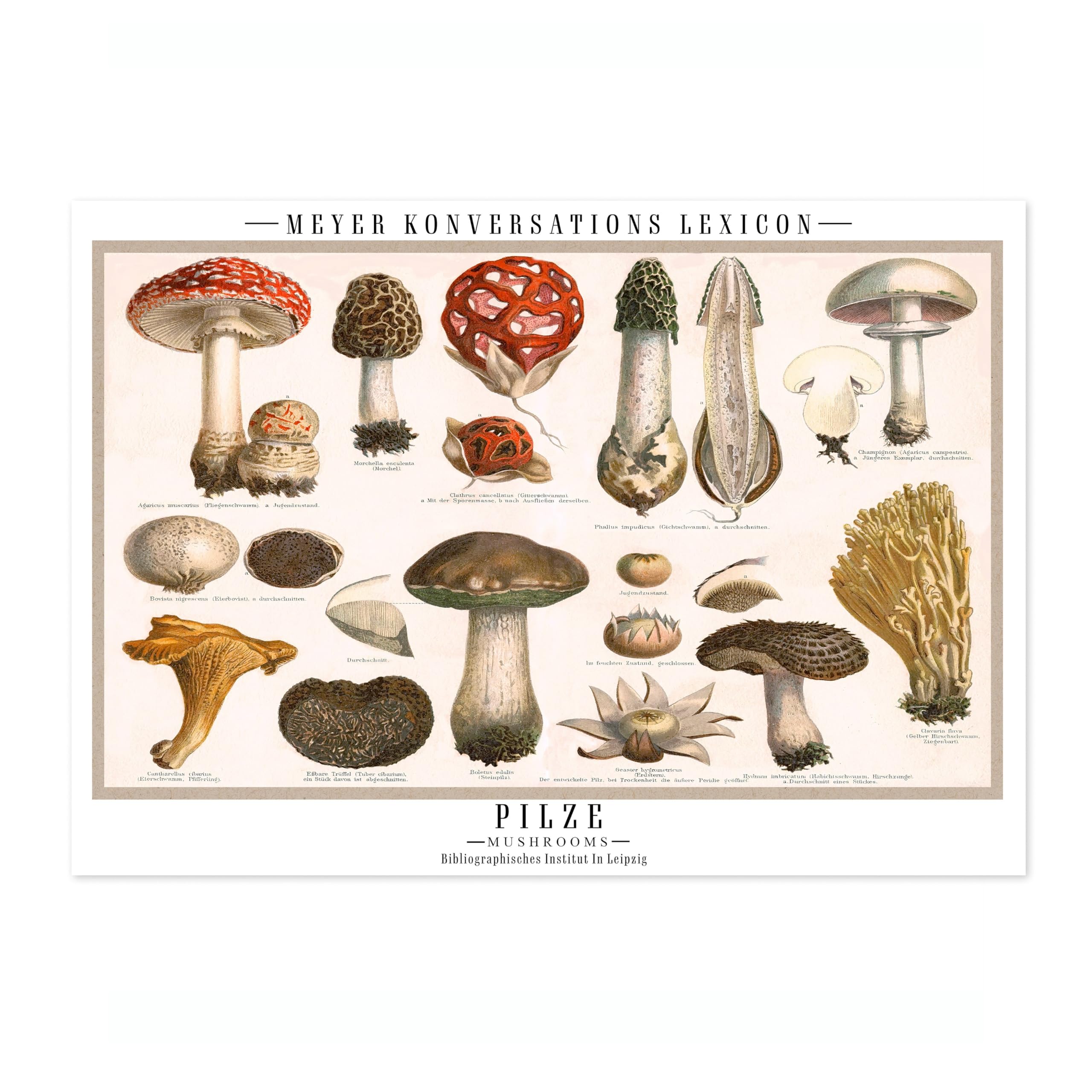 Pilze Mushrooms Poster, Vintage Botanical Art Prints, Retro Encyclopedia Illustration Wall Art Plants Botany Pictures, Bedroom Living Room Home Decor, A2 (Print Only) - 59.4x42cm — image 1