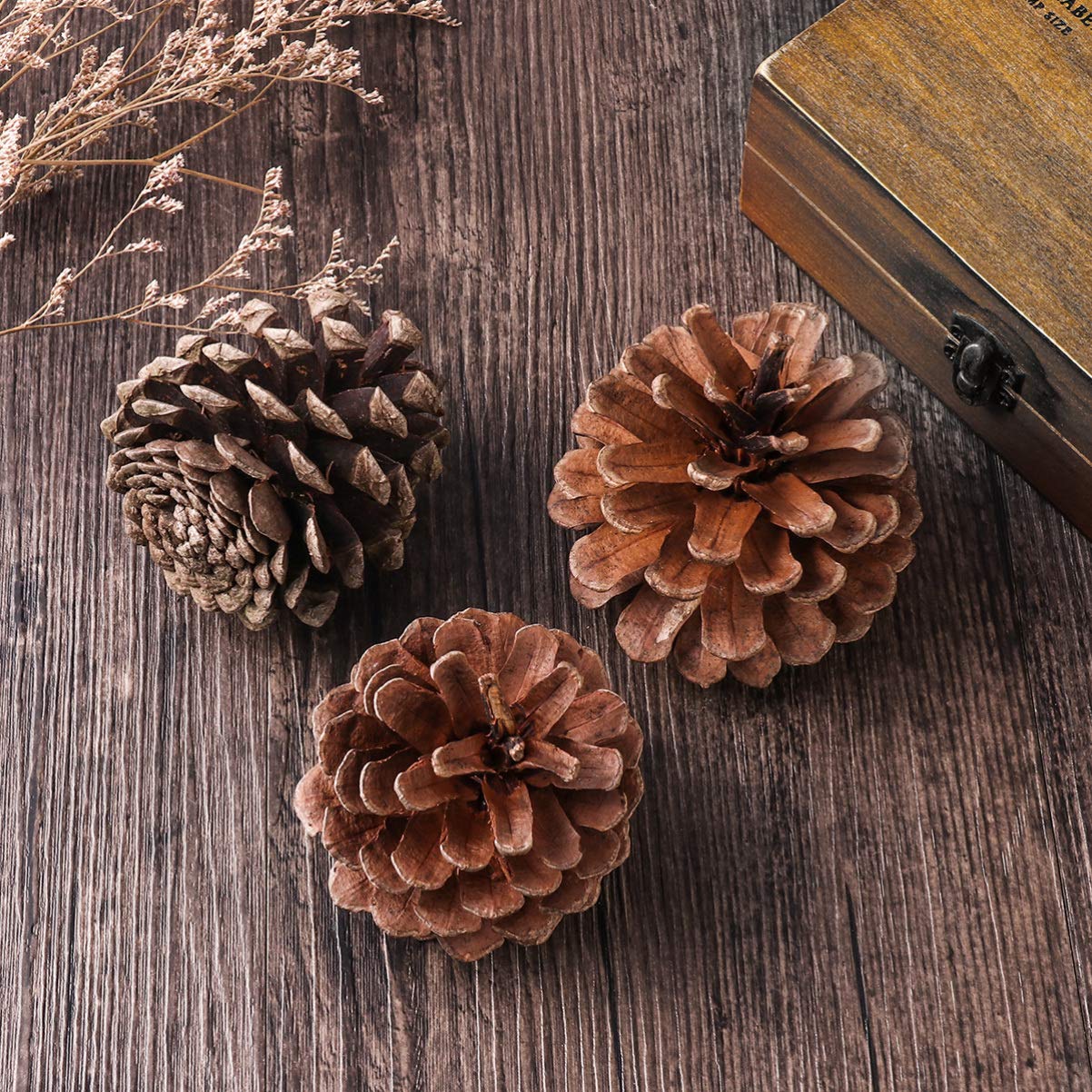 50 Natürliche Tannenzapfen 6-8cm Weihnachtsbaumschmuck | Wiederverwendbar, für Winter und Weihnachten, Geeignet für Vitrine und Küche
