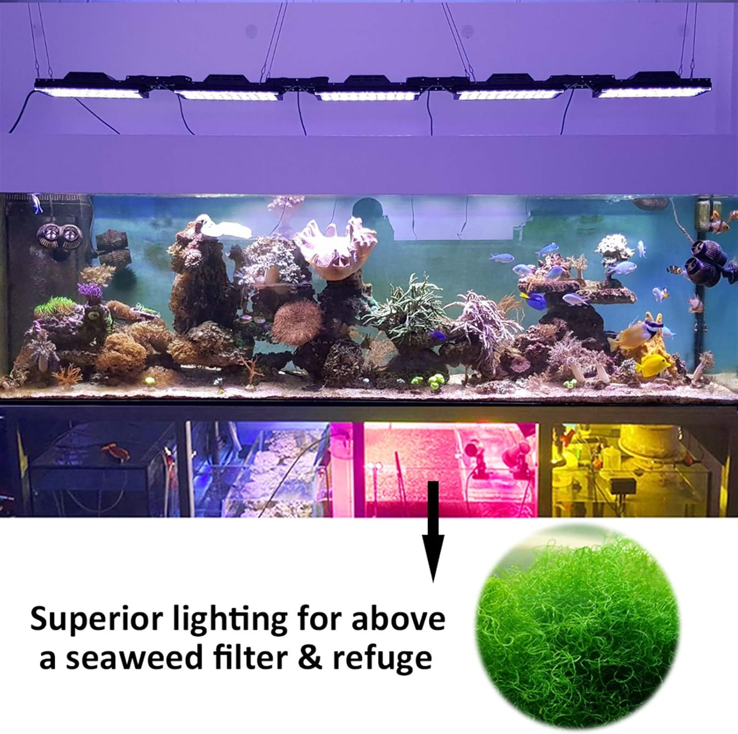 最新アイテム 水槽アクセサリー淡水 藻類ランプled水族館照明レフジウムランプ用藻類海藻フィルタ 避難ライト水族館shannon16gグロウ Color With Arm Mount Kit Avmschools Ac In