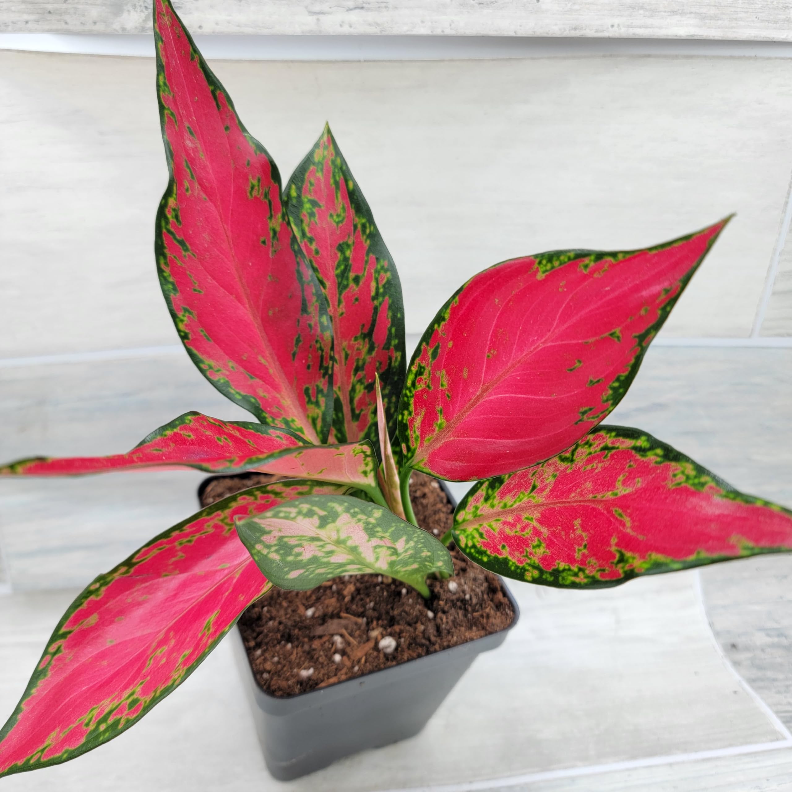 Amazon.com : Aglaonema China Red, Aglaonema Red Angel Live, Rare Exotic ...