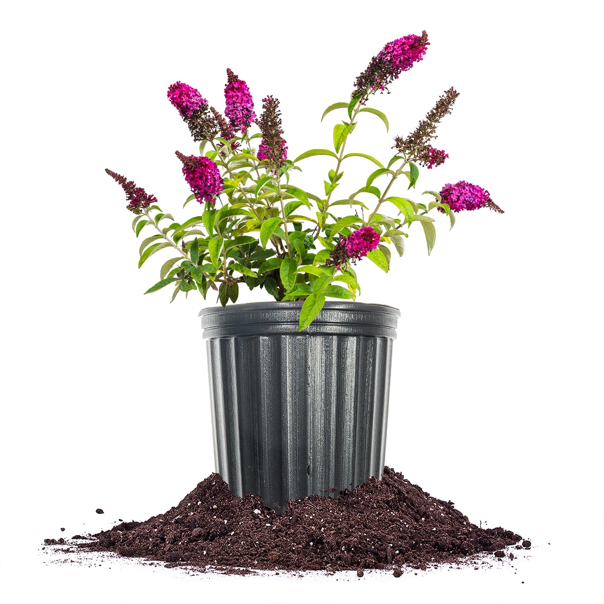 Perfect Plants Royal Red Butterfly Bush