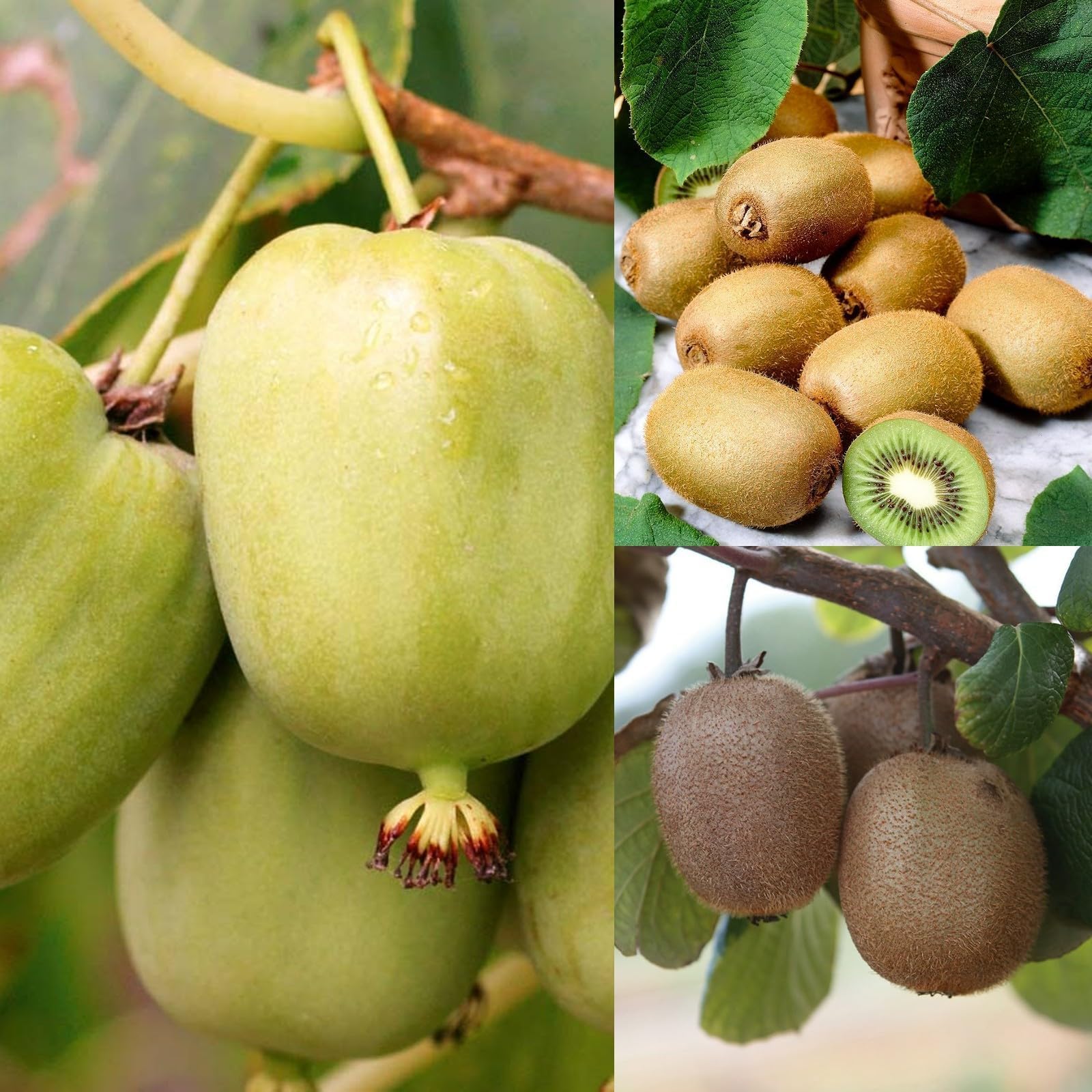 Actinidia Jenny - Self Fertile Kiwifruit Bush in A 9cm Pot - High Yielding Kiwi Plant