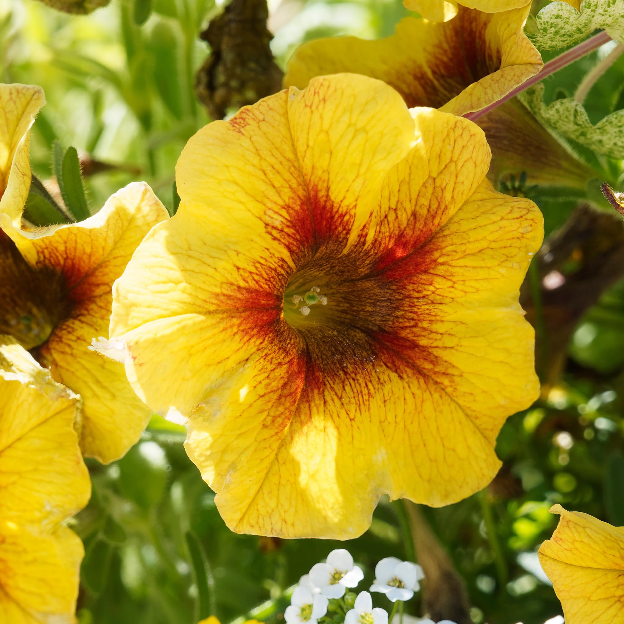 Petchoa Beautical Caramel Yellow - Annual Flowers for Hanging Baskets, Beds, and Containers - Bedding Plants Outdoor Garden Ready - Plants for Long-Season Summer Flowering (1 Litre Pot, Pack of 6)