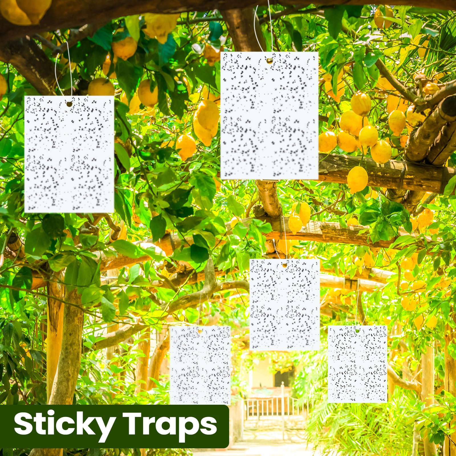 Qualirey 100 trappole adesive per piante, 15,2 x 20,3 cm, biadesivo, per moscerini, con legami intrecciati, trappole per mosche, per frutta, insetti, funghi, insetti per interni ed esterni (bianco)