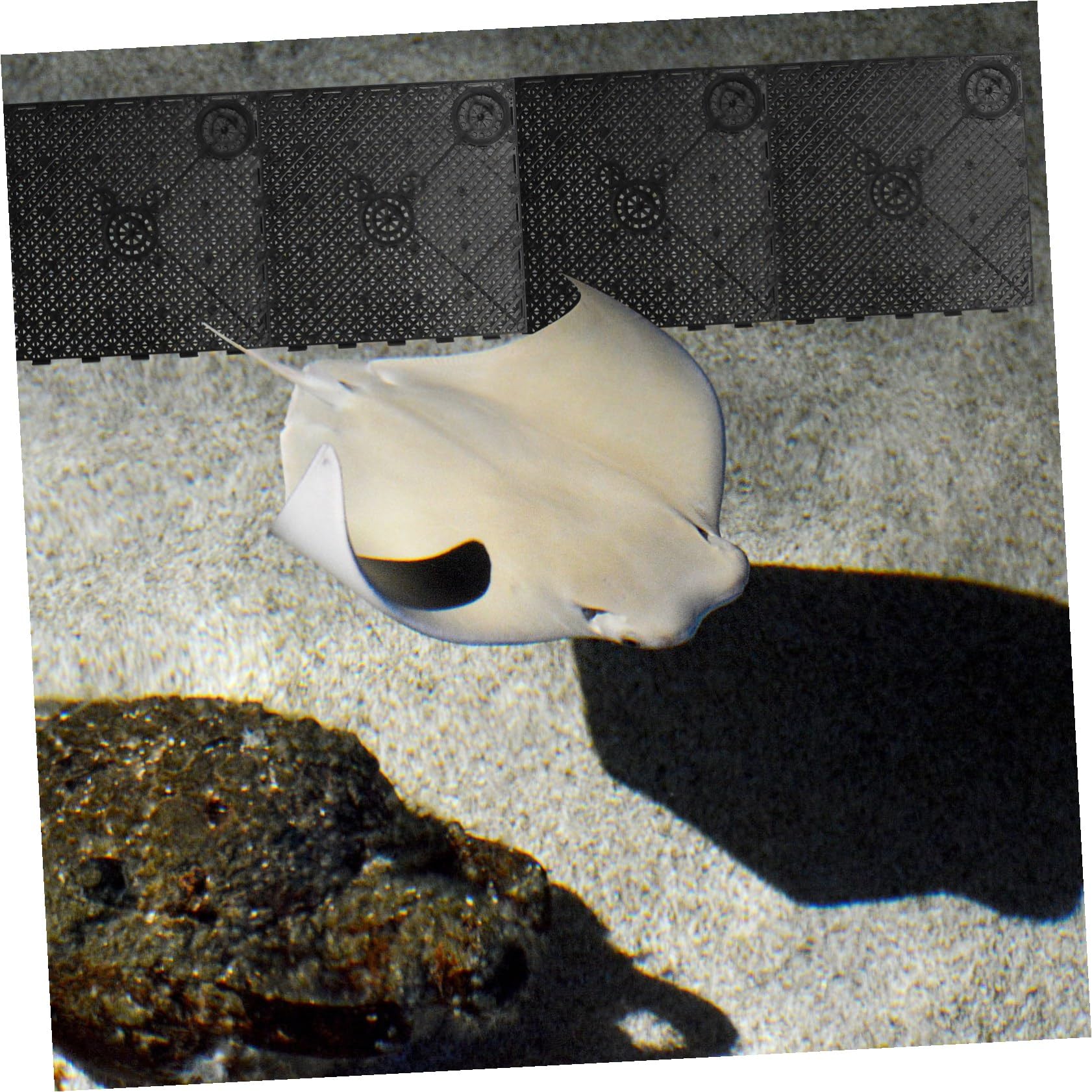 GALPADA 20 Placas de Filtro de Fondo para Acuario de PVC Negro Empalme, Buena Permeabilidad al Agua y Fácil Instalación para Acuarios y Cría de Peces