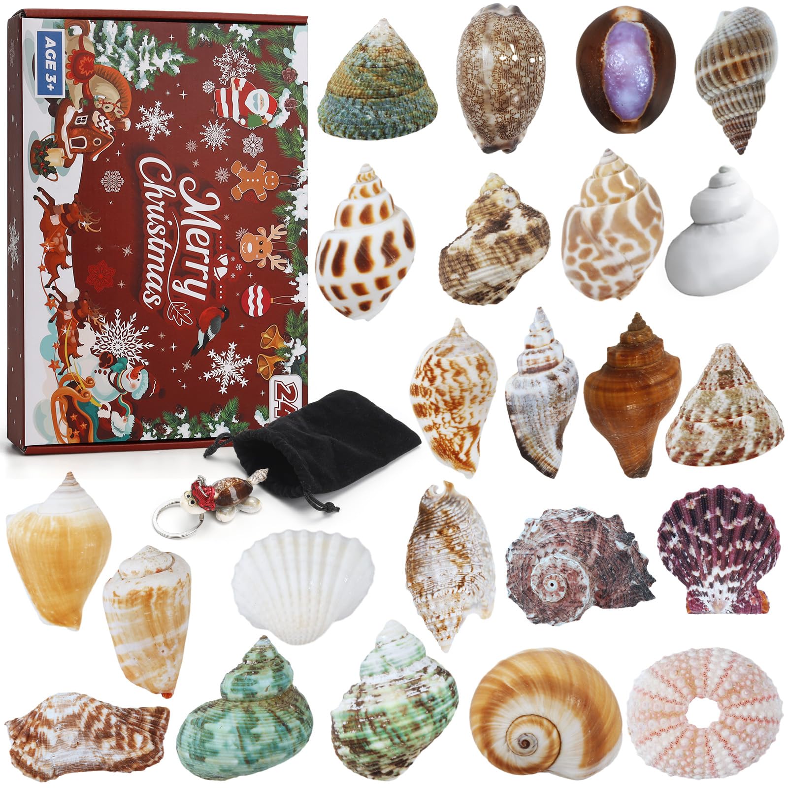 Aitsite Calendario dell'Avvento 2025 conchiglie, 24 giorni di conchiglie naturali calendario dell'Avvento, collezione di conchiglie appassionate calendario del conto alla rovescia per ragazzi ragazze