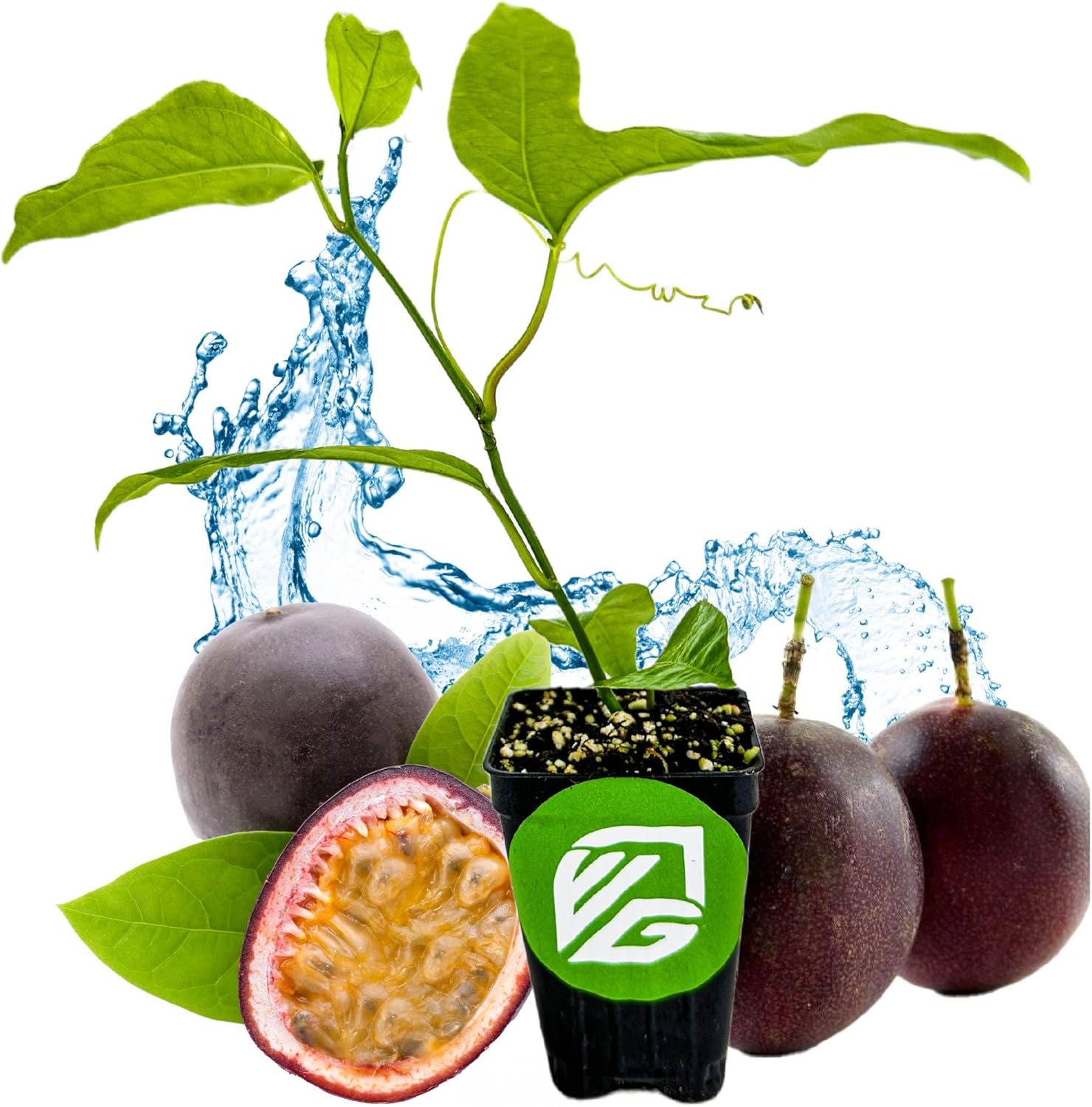 Bounty Passion Fruit Plant Vine – Passiflora by Wellspring Gardens – Sweet, Juicy Fruit – Fast-Growing & Vigorous – Great for Trellises, Fences & Containers (2-Pack)