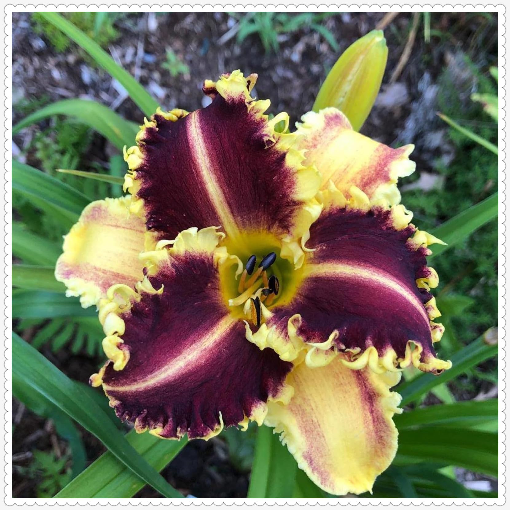 Hemerocallis Perenne,Adaptable,Resistente,decoración del jardín,Pétalos de colores variados. -15tuberi-N