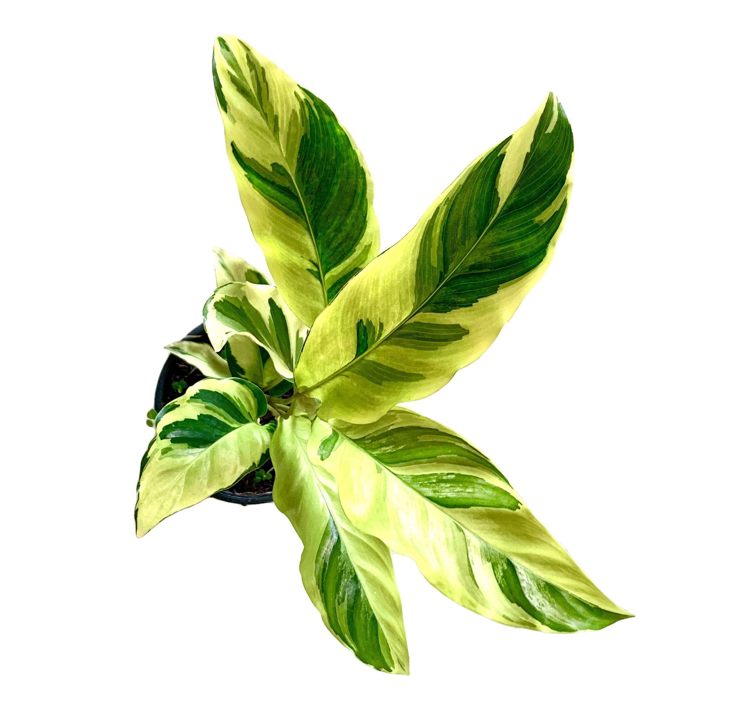 See full amazon price history chart for The Four Seasons Calathea Yellow Fusion Rare Premium Variety Natural Live Prayer Plant in Pot The Four Seasons Calathea Yellow Fusion Rare Premium Variety Natural Live Prayer Plant in Pot (B084VV79SD) Amazon Price History, Amazon Price Tracker