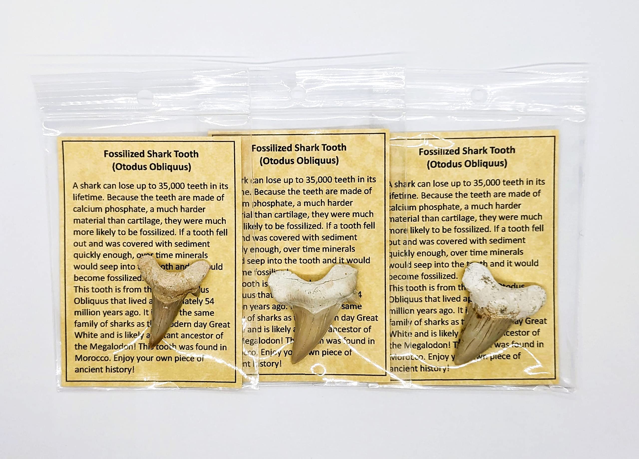 Amazon.co.jp: Fossil Shark Teeth - 3 genuine fossilized