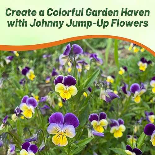 Miniatura 5 de Outsidepride Viola Johnny Jump Up - Flores silvestres y plantas de cobertura del suelo, 18 lb