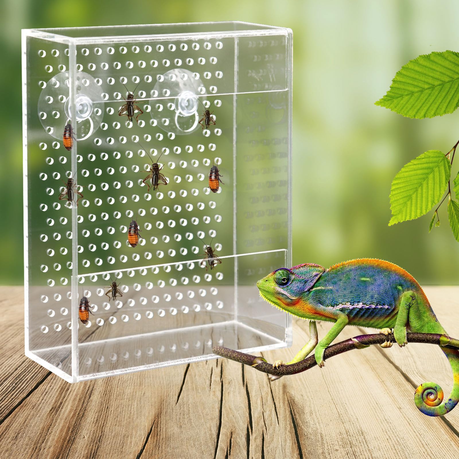 Bearded Dragon Feeder, Chameleon Bug Bowl, Transparentk Acrylic Reptile Feeder Box, Wall-Mounted Insect Food Dish with Suction Cups, Tank and Aquarium Accessories for Lizard Bearded Dragon Gecko Frog