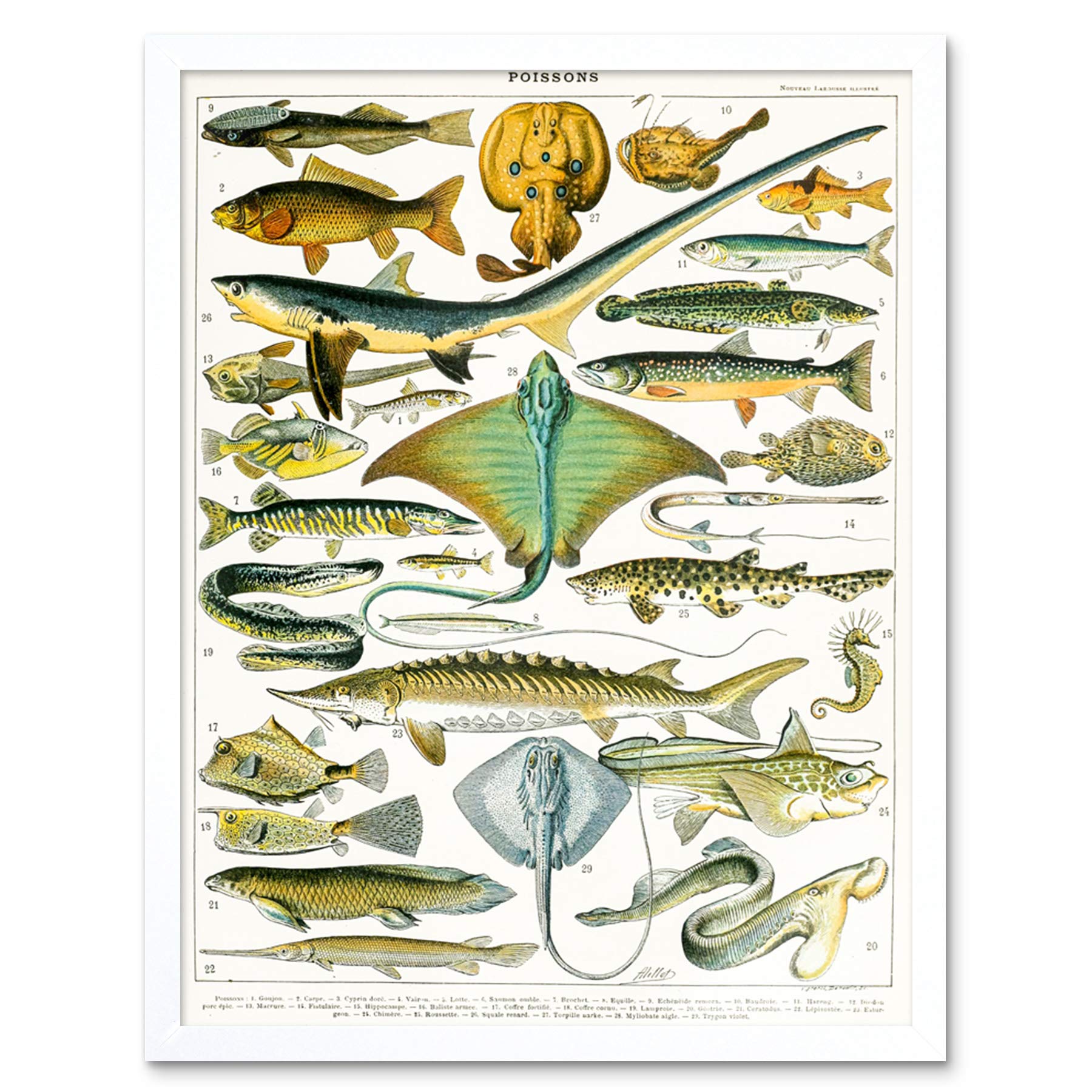 Artery8 Millot Encyclopedia Page Molluscs Shells Art Print Framed Poster Wall Decor 12x16 inch — view 116