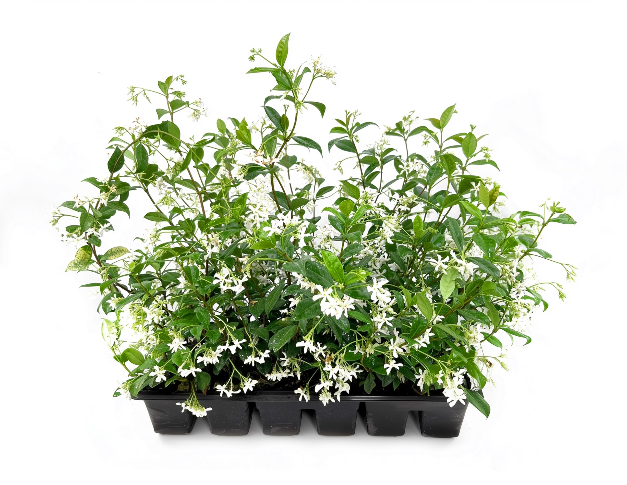 Star Confederate Jasmine Florida Foliage