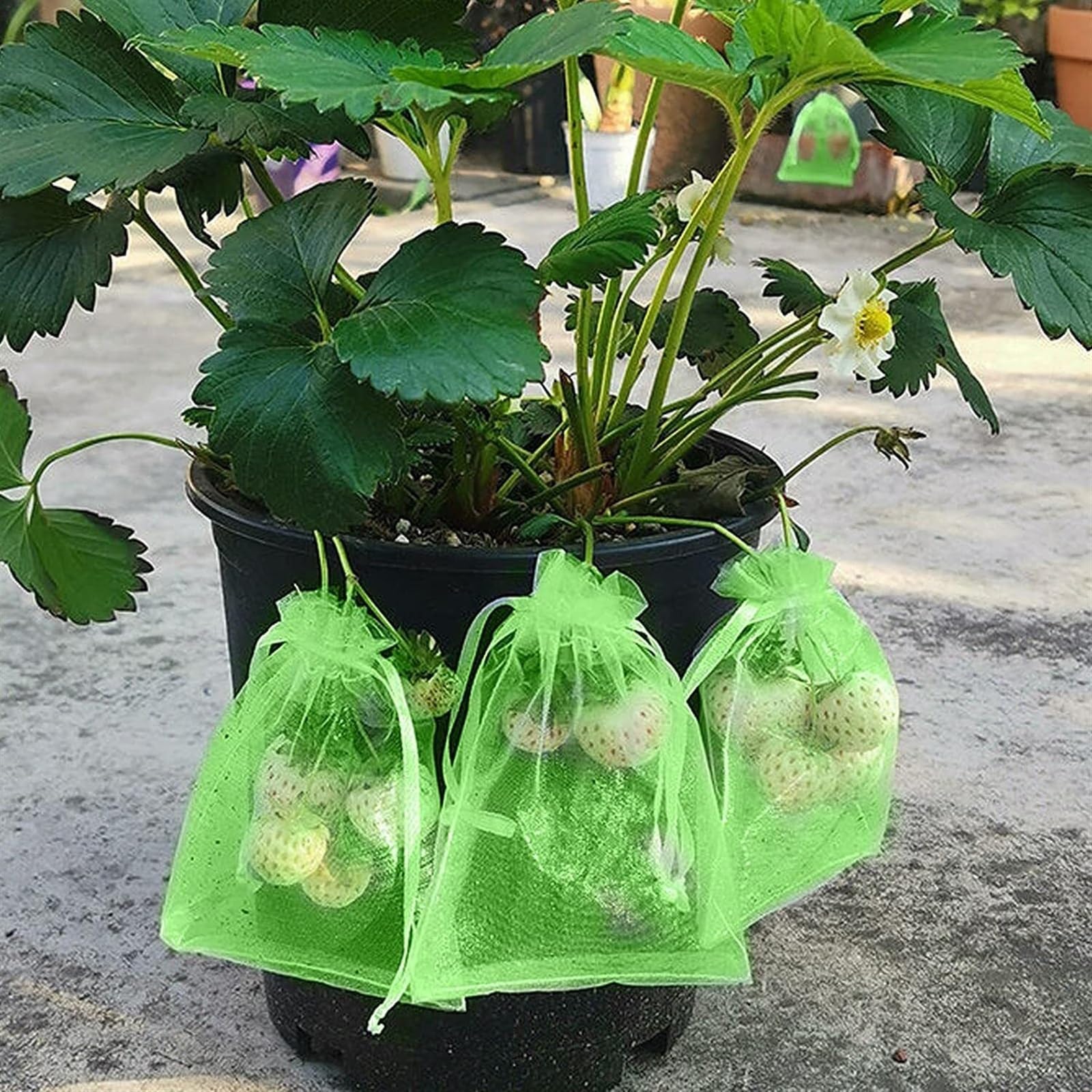Torby z zamknięciem strunowym, Worki ochronne na owoce, siatka ściągana sznurkiem, opakowanie 100 sztuk, wielokolorowe, różne rozmiary(Green,20x30cm (300Pcs))
