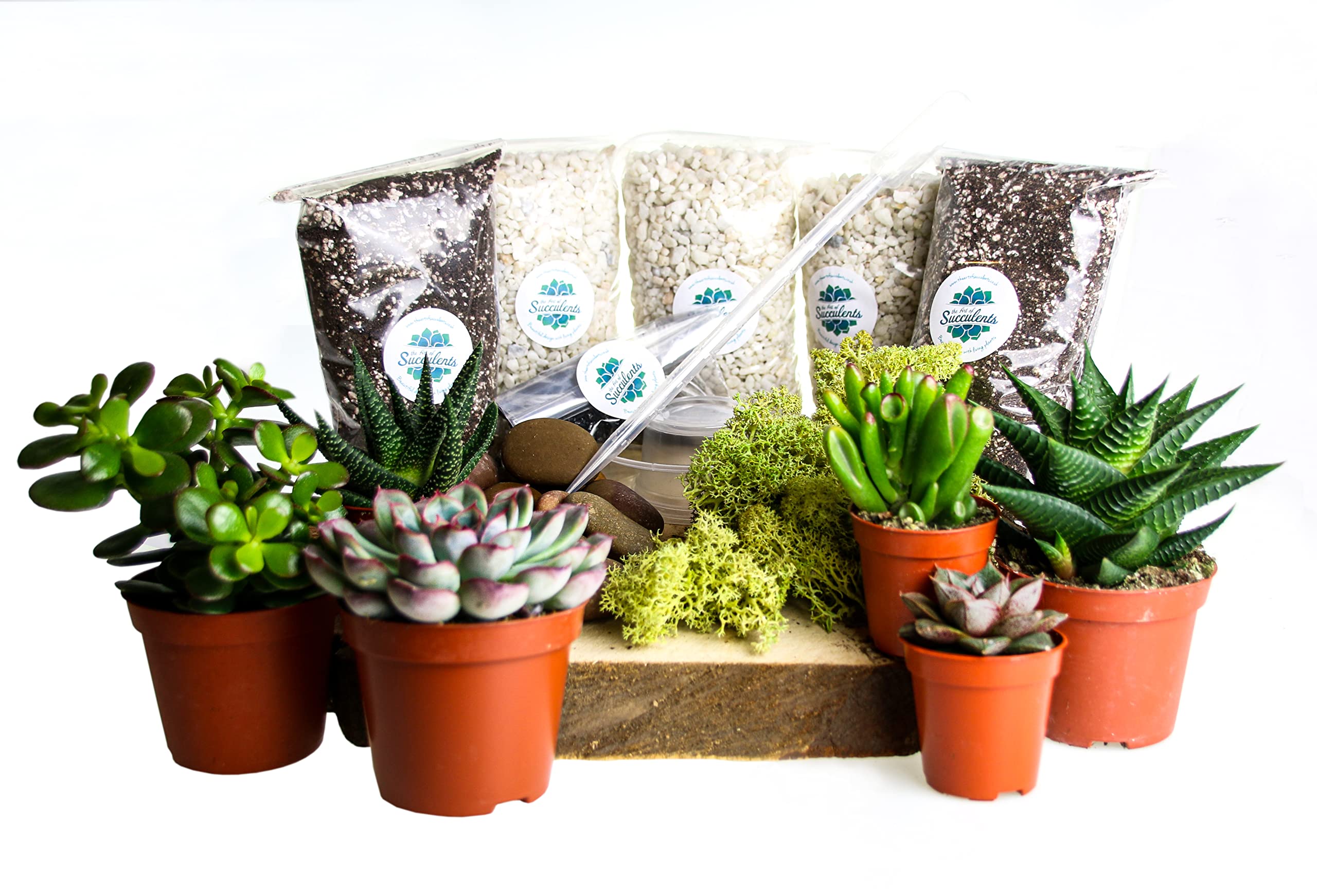 Large Plant Terrarium Kit with 6 Succulent Plants. Includes Plants,Soil, Gravel, Moss, Activated Charcoal, Decorative Stones, Step by Step Guide. Plenty for a 10 Litre Terrarium.