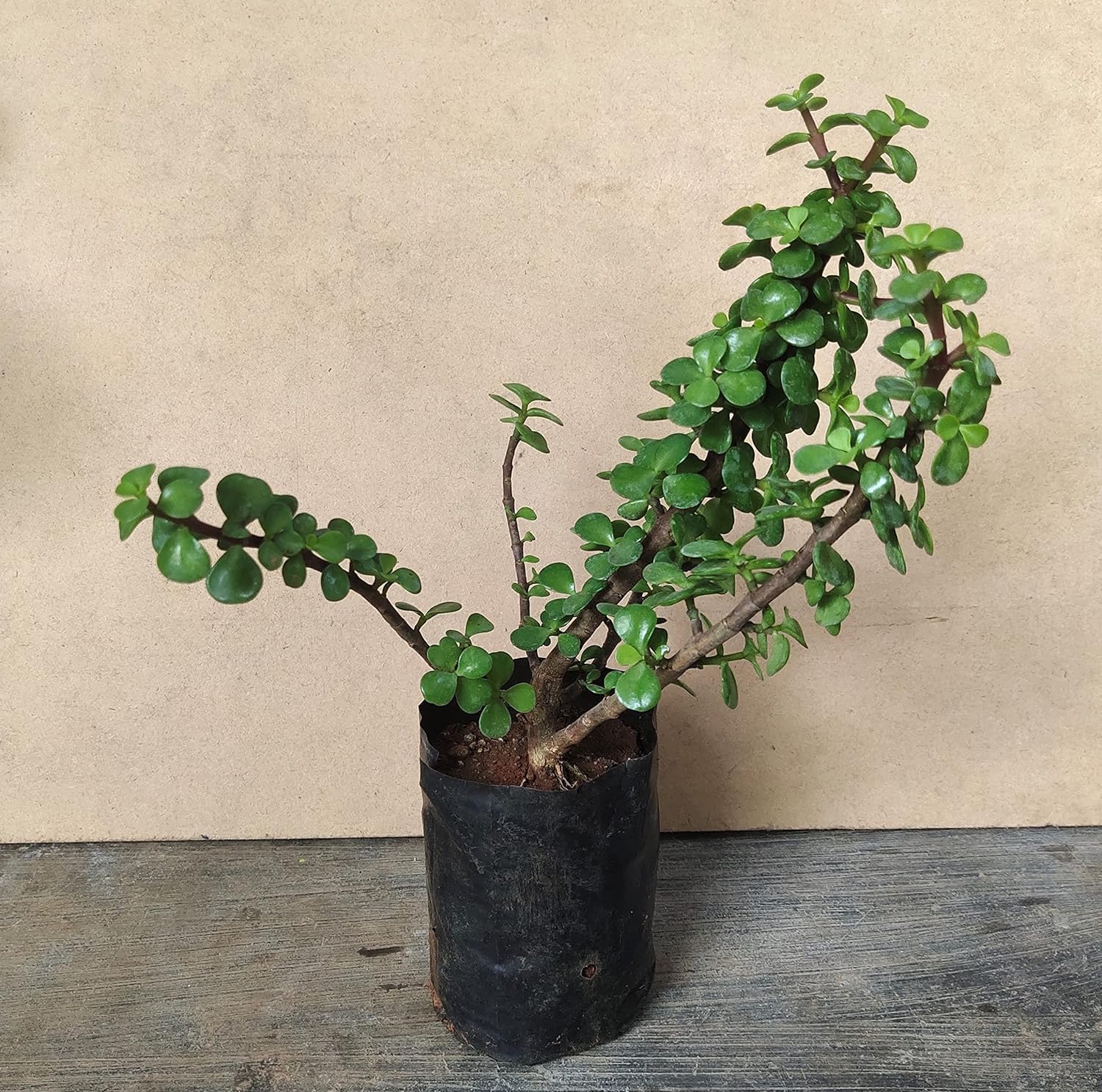 ASPEN® Good Luck Jade Healthy Live Plant With Safe & Secure Packing (1 to 2 Feet Height) - Pack of 2 (cactip2-1_Baz)-image-22
