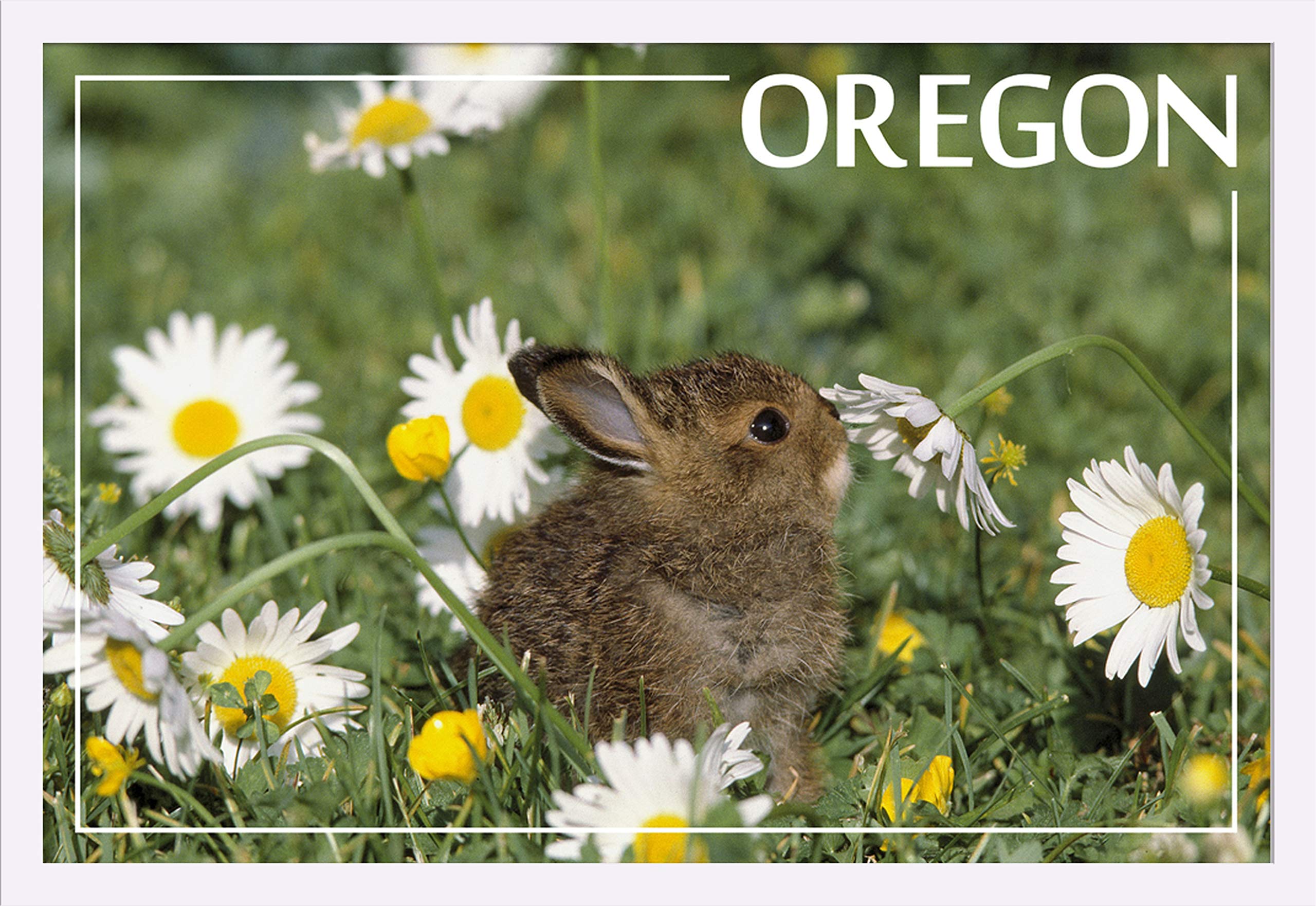 Baby White Cottontail Rabbit