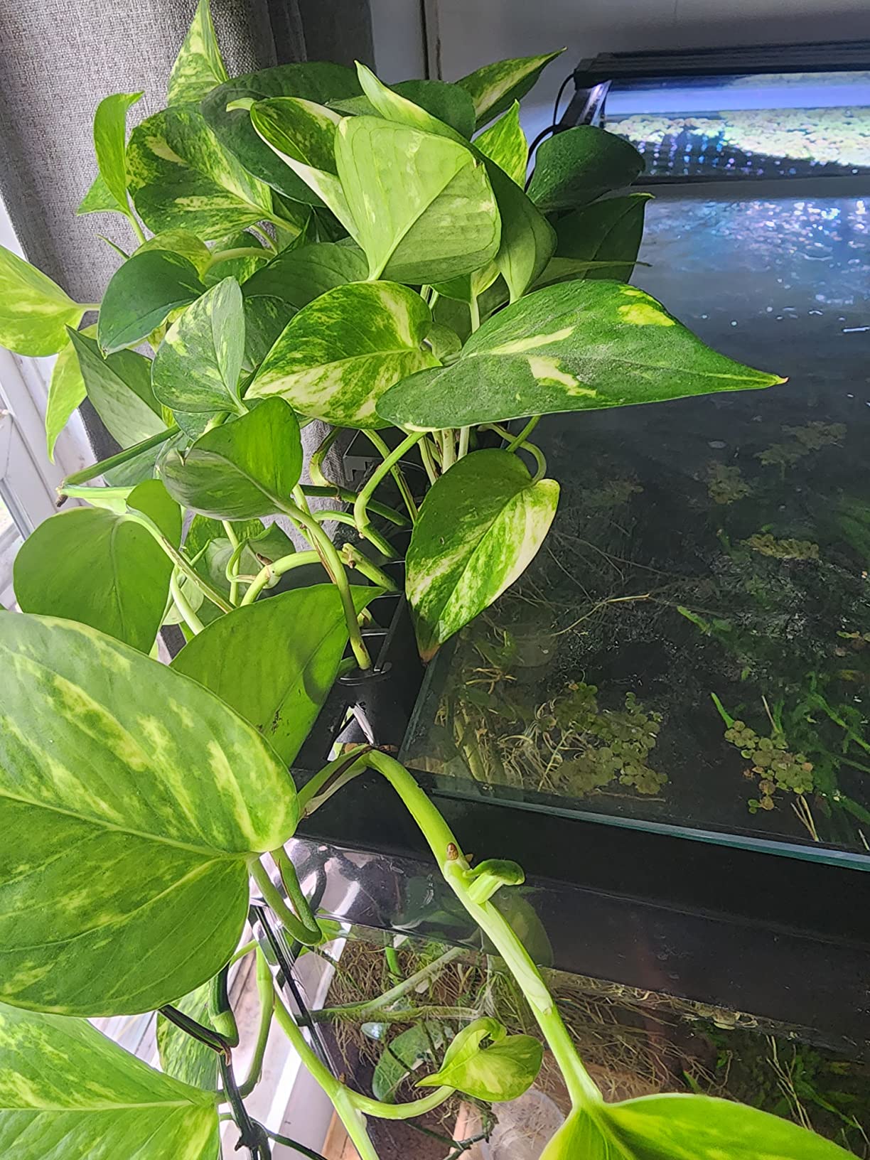 2/mo Finance Upgrade Open Face Emerging Plant Holder, Aquarium