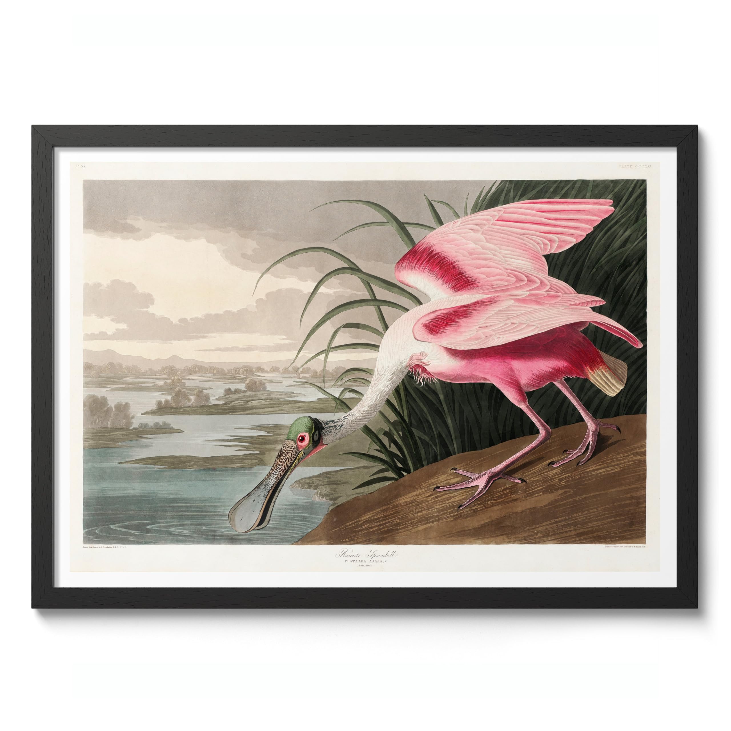Roseate Spoonbill Poster John James Audubon Vintage Bird Illustration Antique Print Ornithology Art, Archival Matte, A4 (Black Frame) - 29.7x21cm