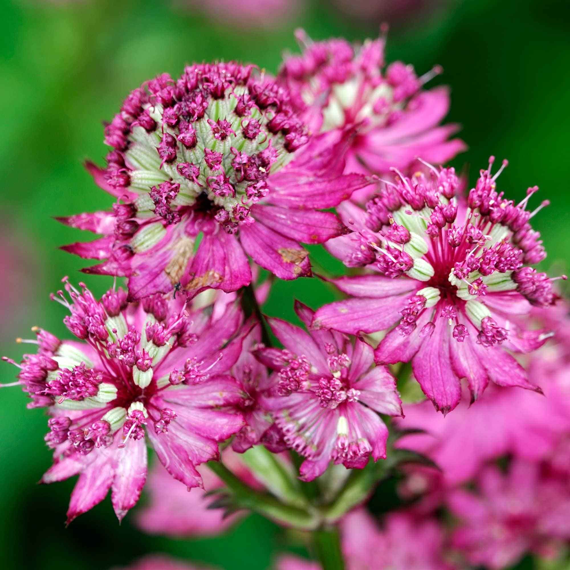 Astrantia Star of Beauty Masterwort Colourful Flowering Herbaceous Perennial (10-30cm Incl. Pot)
