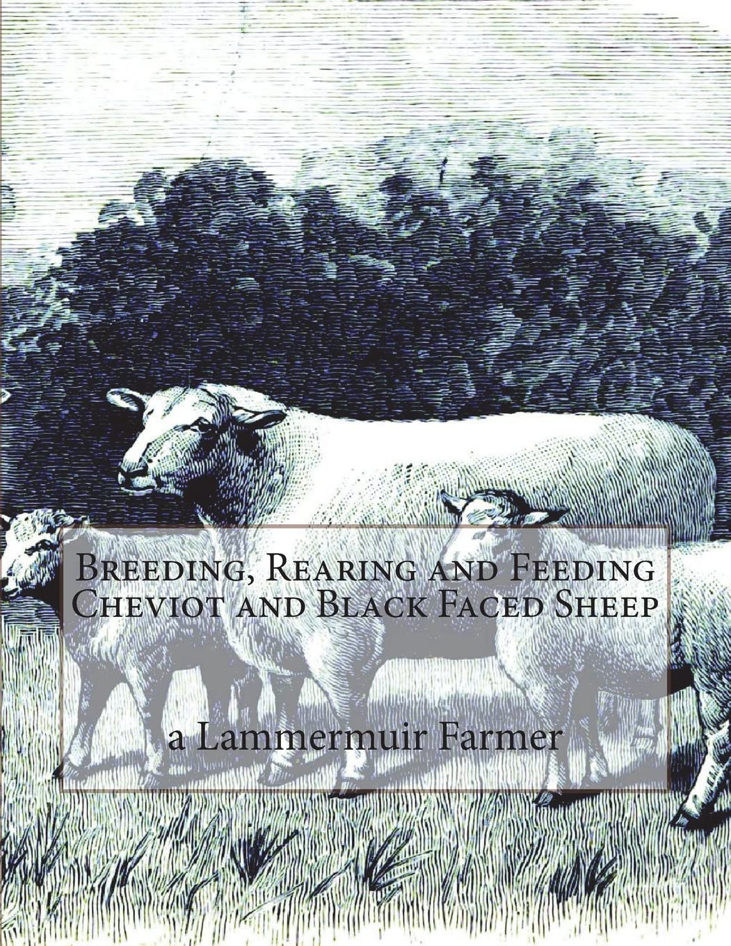 Breeding, Rearing and Feeding Cheviot and Black Faced Sheep
