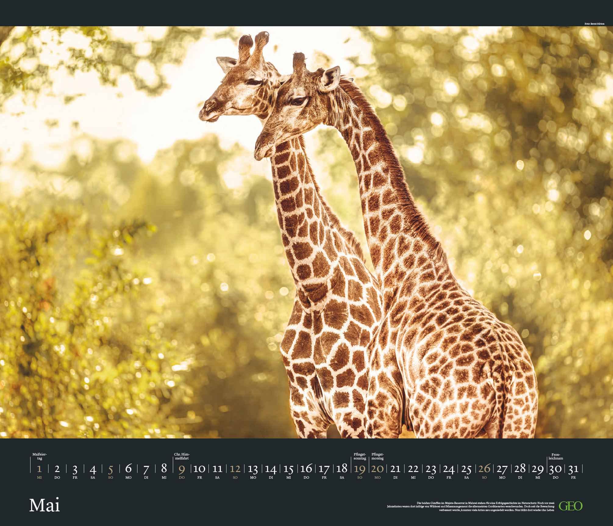 GEO Edition: Tierwelten 2024 - Wand-Kalender - Tier-Kalender - 70x60: Posterkalender, Mittel