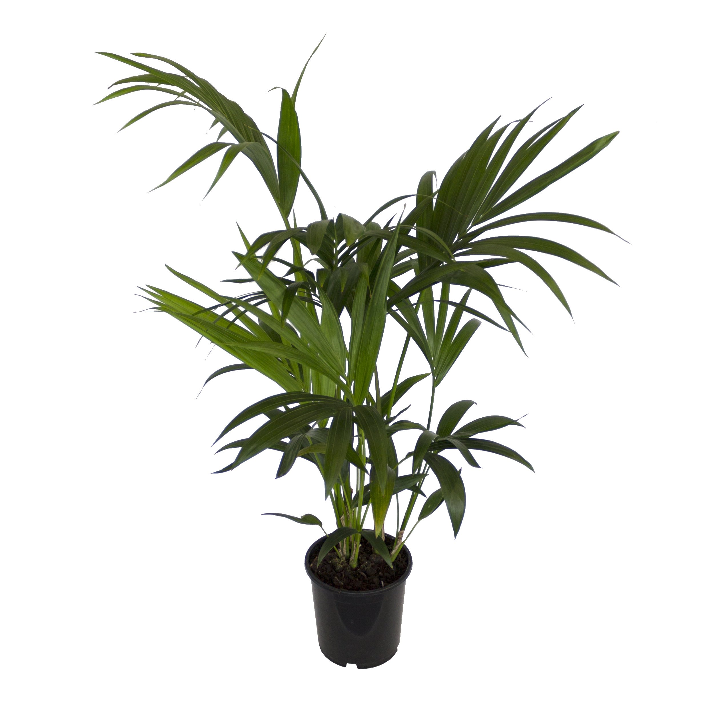 Dominik Blumen und Pflanzen, Zimmerpflanzen Kentia-Palme, Howea  forsteriana, 1 Pflanze, 3 l Topf, ca.60-80 cm hoch : Amazon.de: Garten