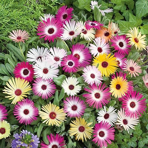 Vista 26 de Eden Brothers Semillas de margarita (pintadas) - Robinsons Giant Mix