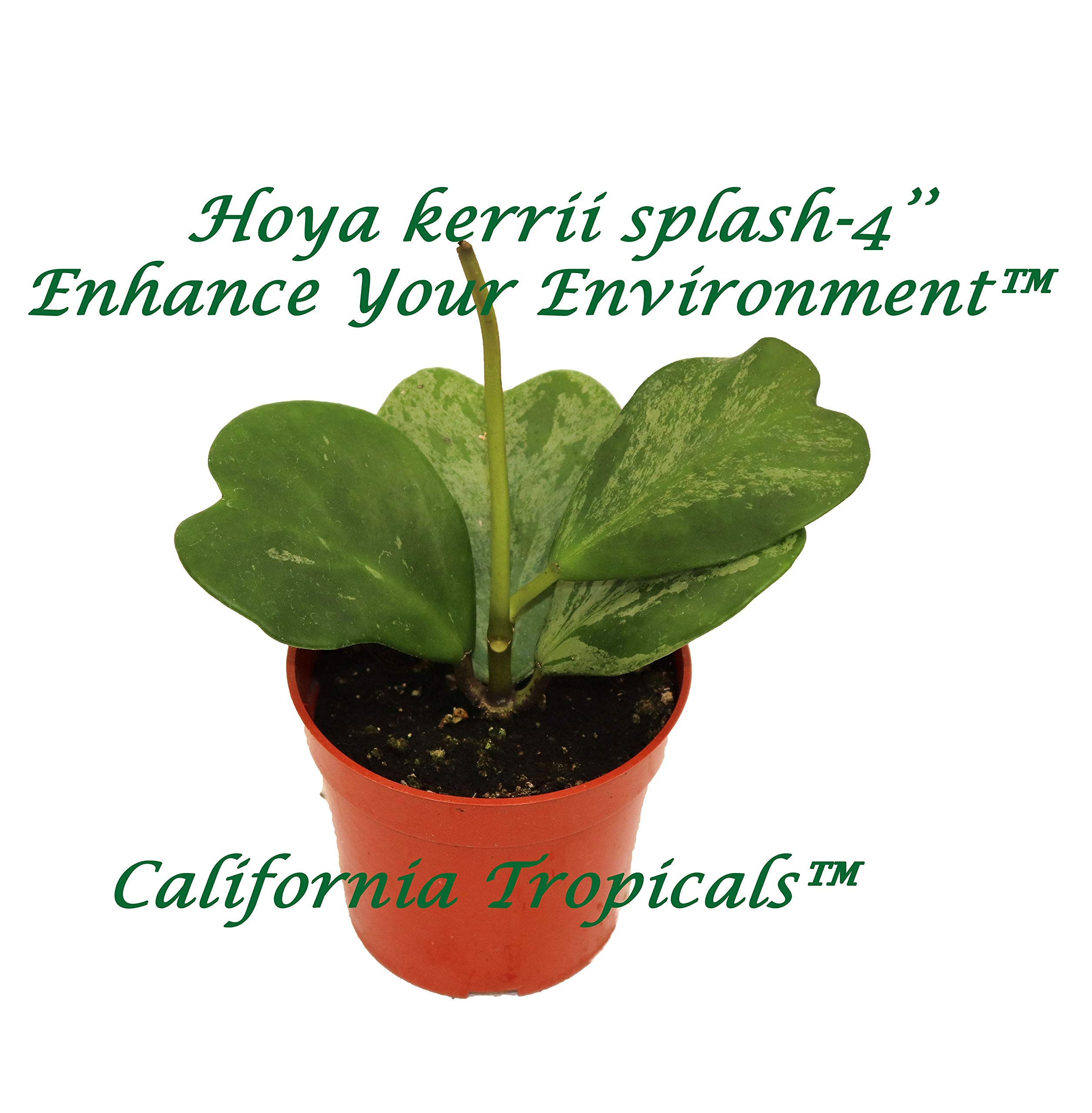 Hoya Kerrii Splash