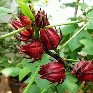 20 Hibiscus Flower Seeds for Planting, Annual Red Roselle Seed, Non-GMO Heirloom Hibiscus Flower Seed for Home Garden Outdoor