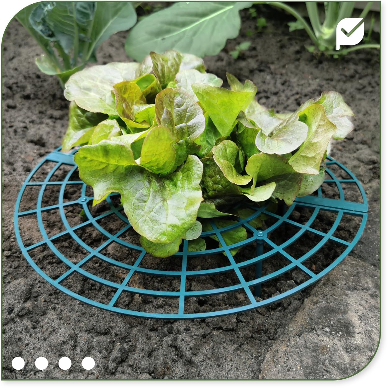 Supporti Per Fragole KADAX – 10 Pezzi Da 30 Cm, Griglia In Plastica UV Per Proteggere Le Fragole Da Umidità E Lumache