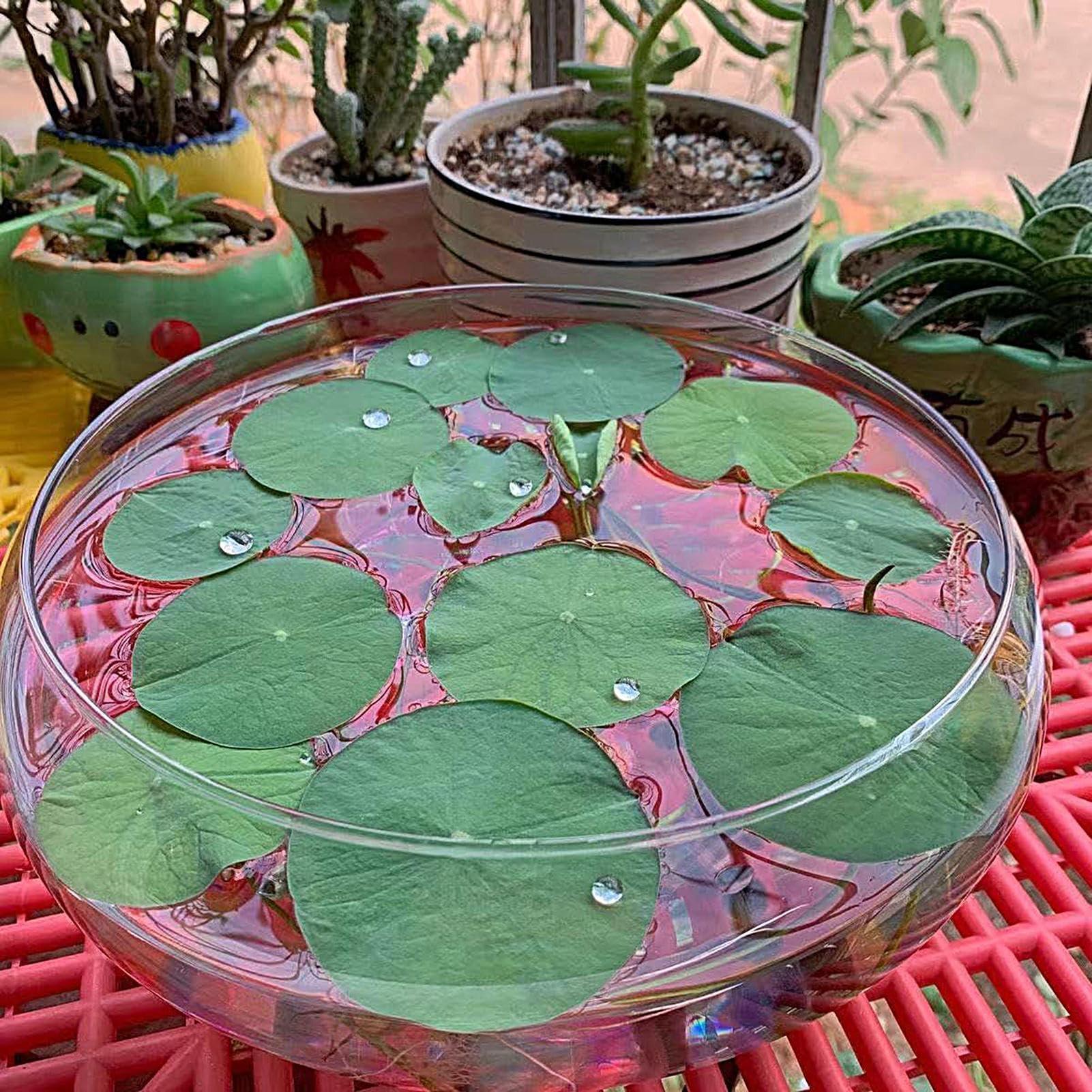 Pecera de, Maceta Grande para suculentas, Cuenco y Ancho para decoración de Interiores del hogar, centros de Mesa, Plantas, bonsái, suculentas, exhibición de Flores