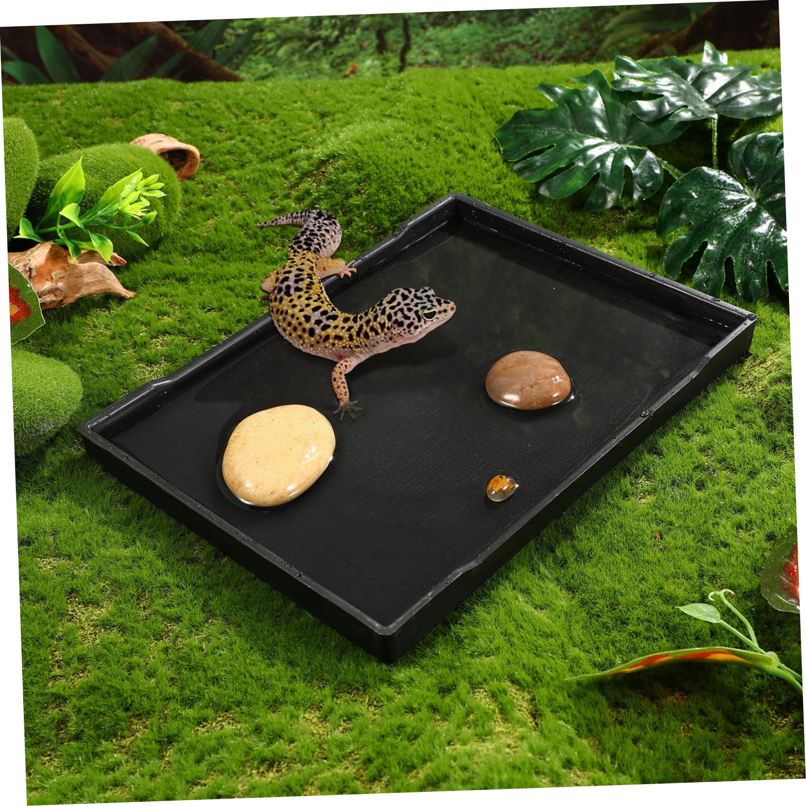 BESPORTBLE Plato De Alimentación para Cuenco De Comida para Reptiles Plato para Comida Y Agua De Lagarto Accesorios para Reptiles 5 Uds.