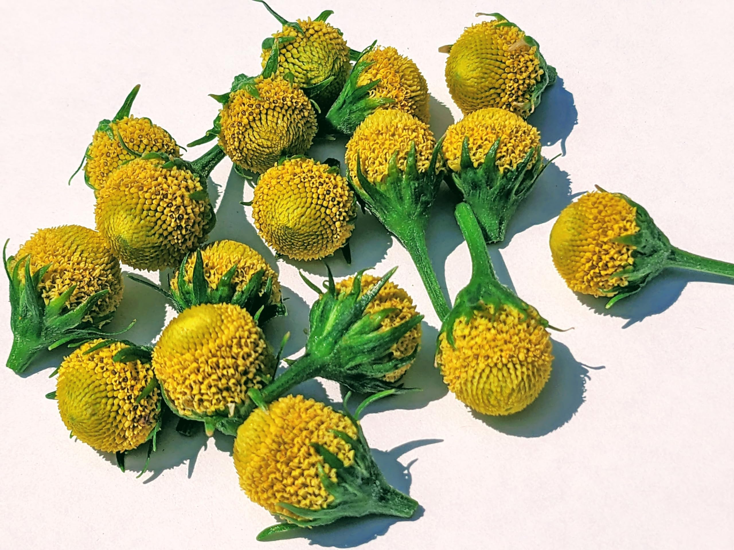 Acmella oleracea (Buzz Buttons) Szechuan Buttons : 80 Individual Fresh Edible Flowers. Lemon Drop Variety.