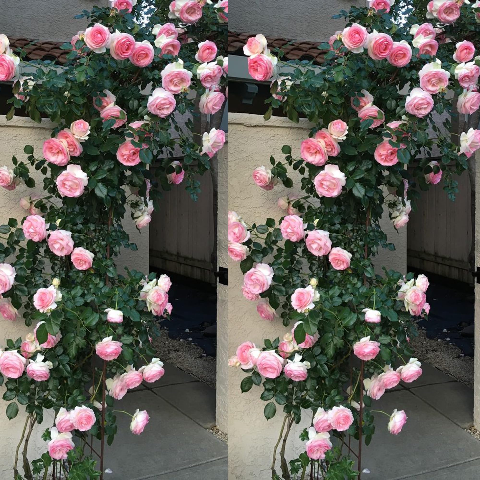 Live Baby-Pink Flower Plant for Gardening With Pot, Pink rose Live Plant (Pack of 1) (B0CXJ1XDPT) Amazon Price History, Amazon Price Tracker