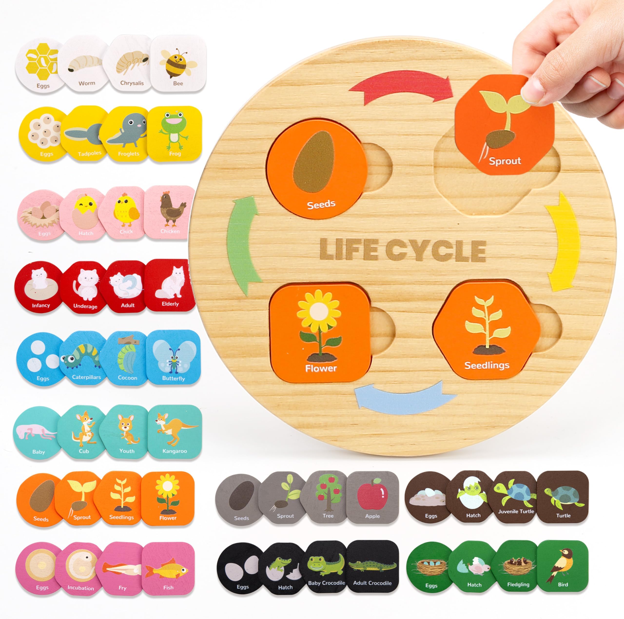 Woodtoe Life Cycle Toys for Kids, 12 Themes Montessori Preschool Science Center Materials, Wooden Learning & Educational Toys for Toddlers, Learning Game STEM Birthday Toys for Boy Girl Age 3-6
