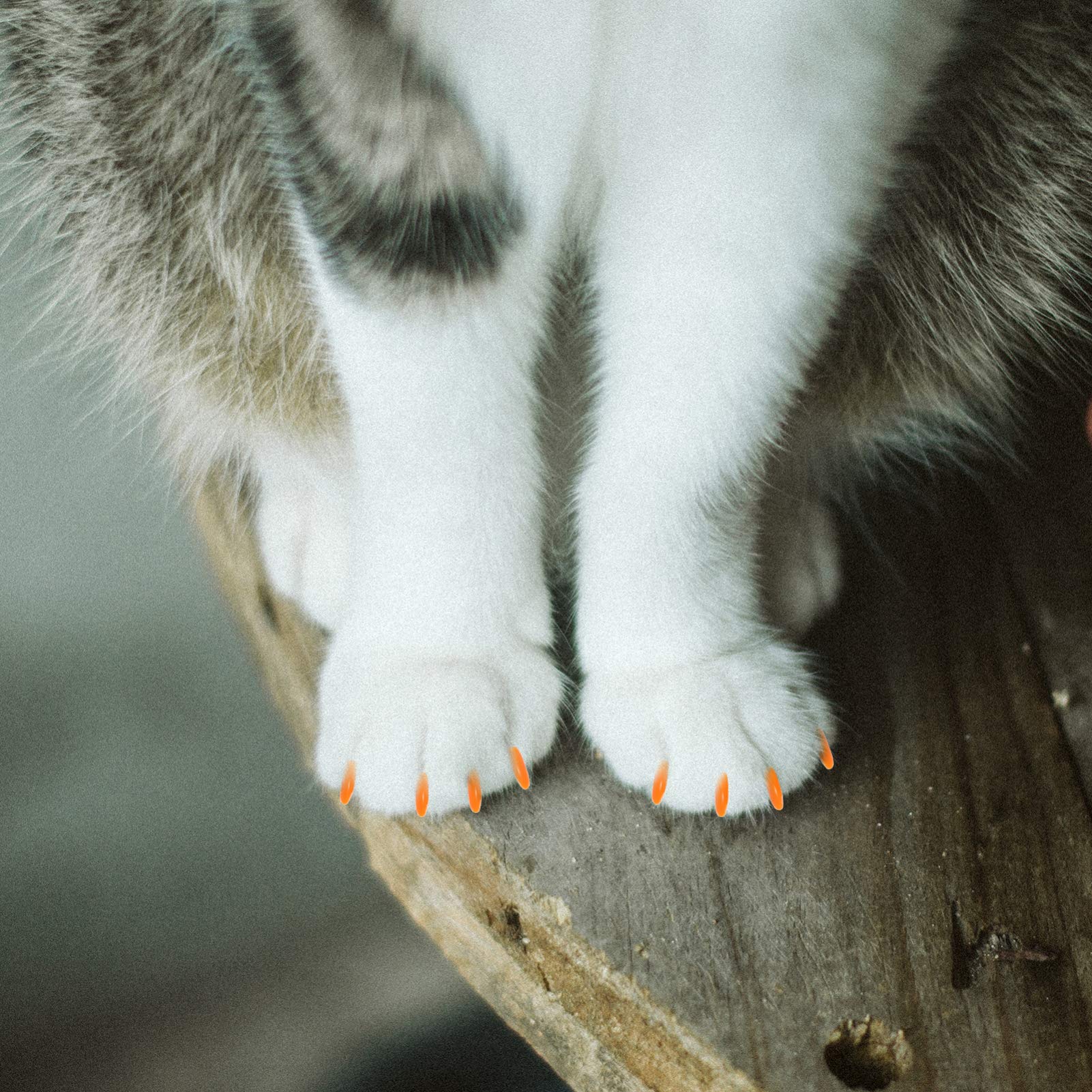 Housoutil 480 Pièces Ensemble D'Ongles pour Animaux De Compagnie Protecteurs De Griffes De Chat Capuchon D'Ongle De Chat Couvre-Griffes De Chat Capuchons D'Ongles en Vinyle pour Chats