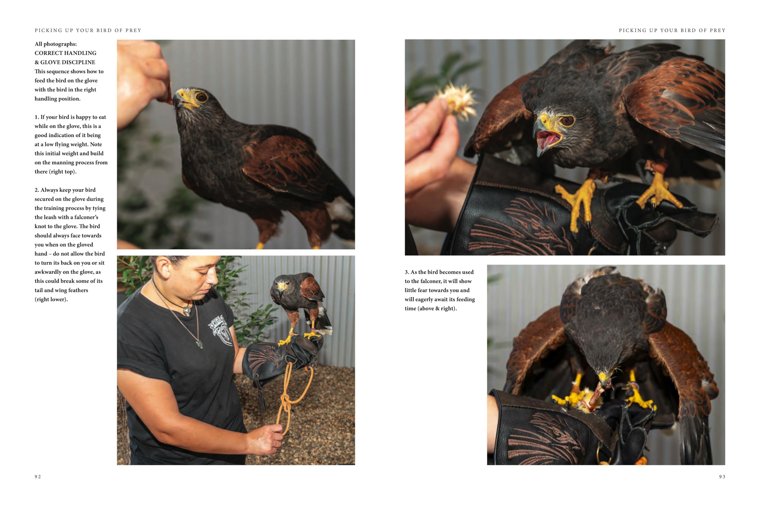 Falconry: A guide to training birds of prey