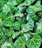 BALDUR Garten Hardy Ivy Plant 'Baltica' 3 Plants Ground Cover and Climbing Plant Bee-Friendly and Butterfly Friendly Easy to Clean Low Water Requirement Hedera Helix
