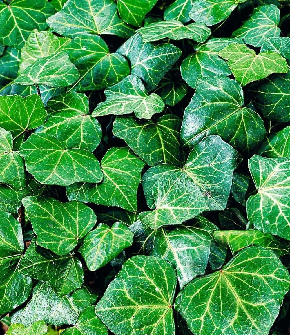 BALDUR Garten 3x Winterharte Efeu Pflanze 'Baltica', Pflanzen im 9x9  cm-Topf, Bodendecker, Kletterpflanze, bienenfreundlich,  schmetterlingsfreundlich, pflegeleicht, Wasserbedarf gering, Hedera helix :  Amazon.de: Garten